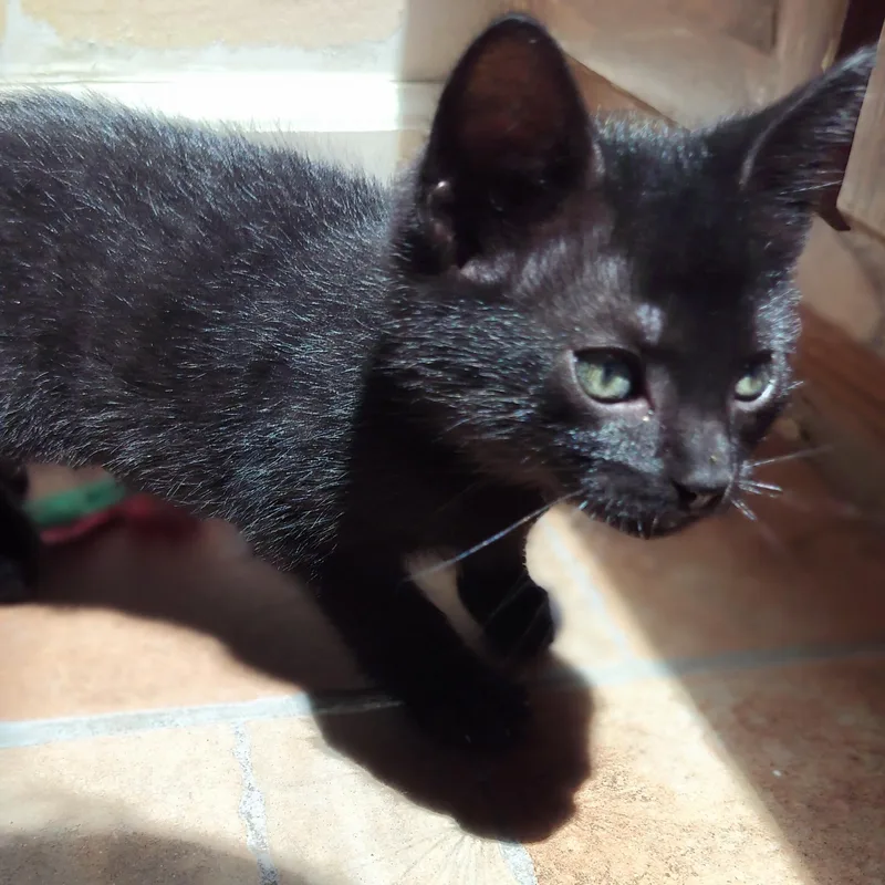 A baby medium-sized male Domestic Medium Hair cat named Biscuit for adoption in Charlotte, NC