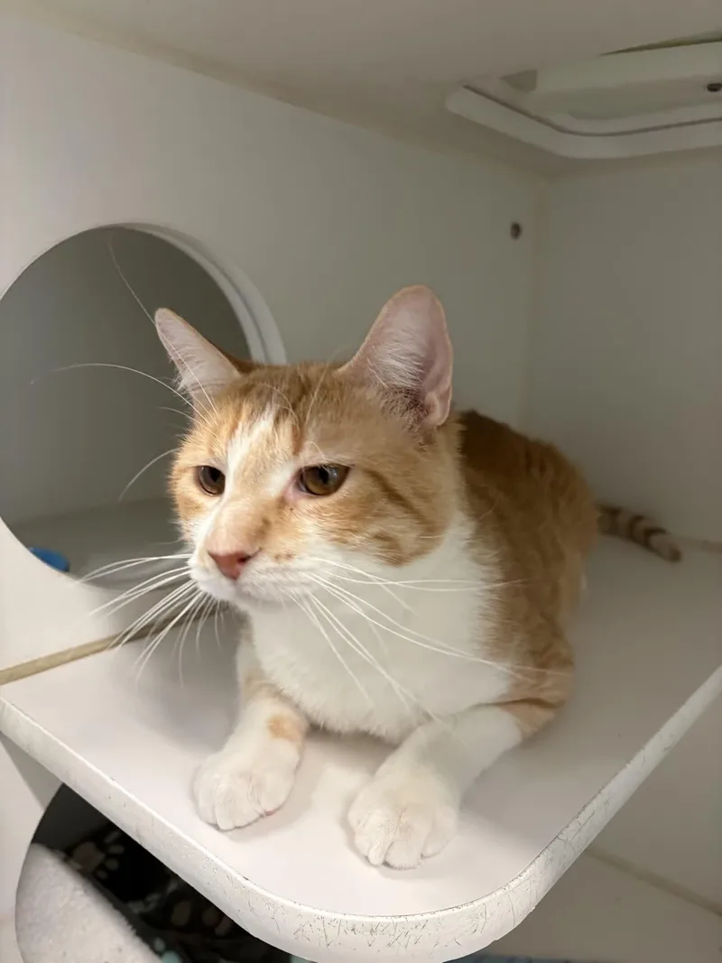 Percival thumbnail 2