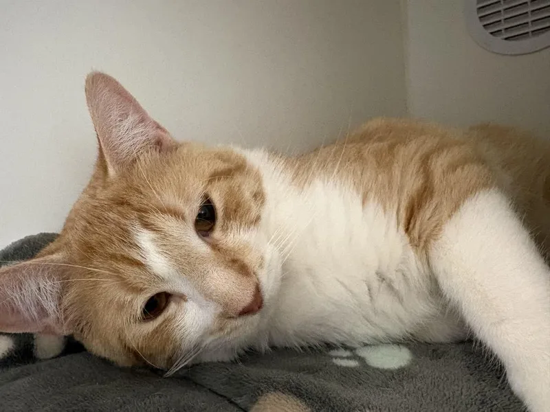 Percival thumbnail 3