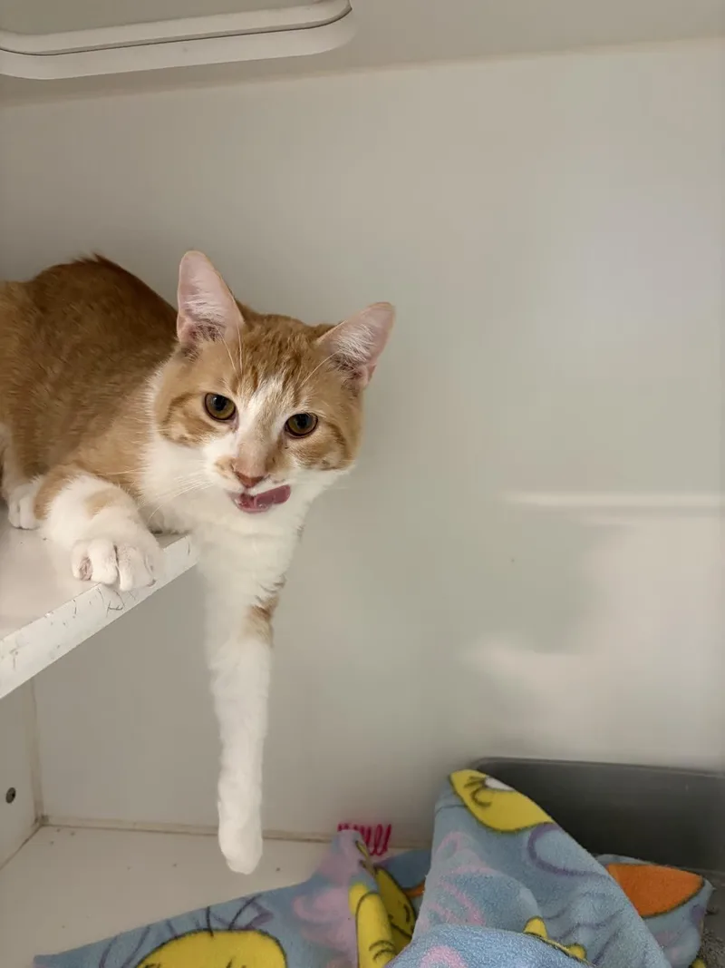 Percival thumbnail 4