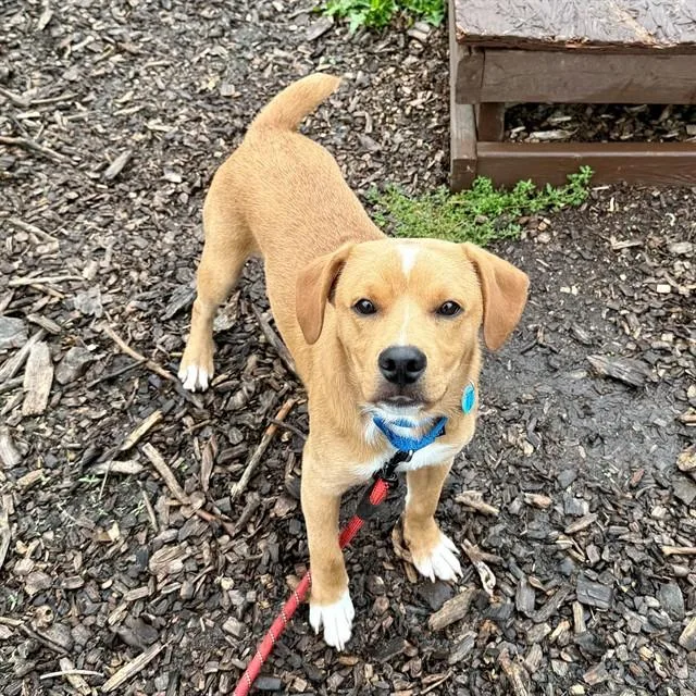 A young small-sized male Labrador Retriever dog named Bawb for adoption in Leesburg, VA