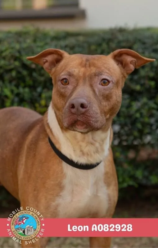An adult medium-sized male Brown / Chocolate American Bulldog dog named Leon for adoption in Mobile, AL