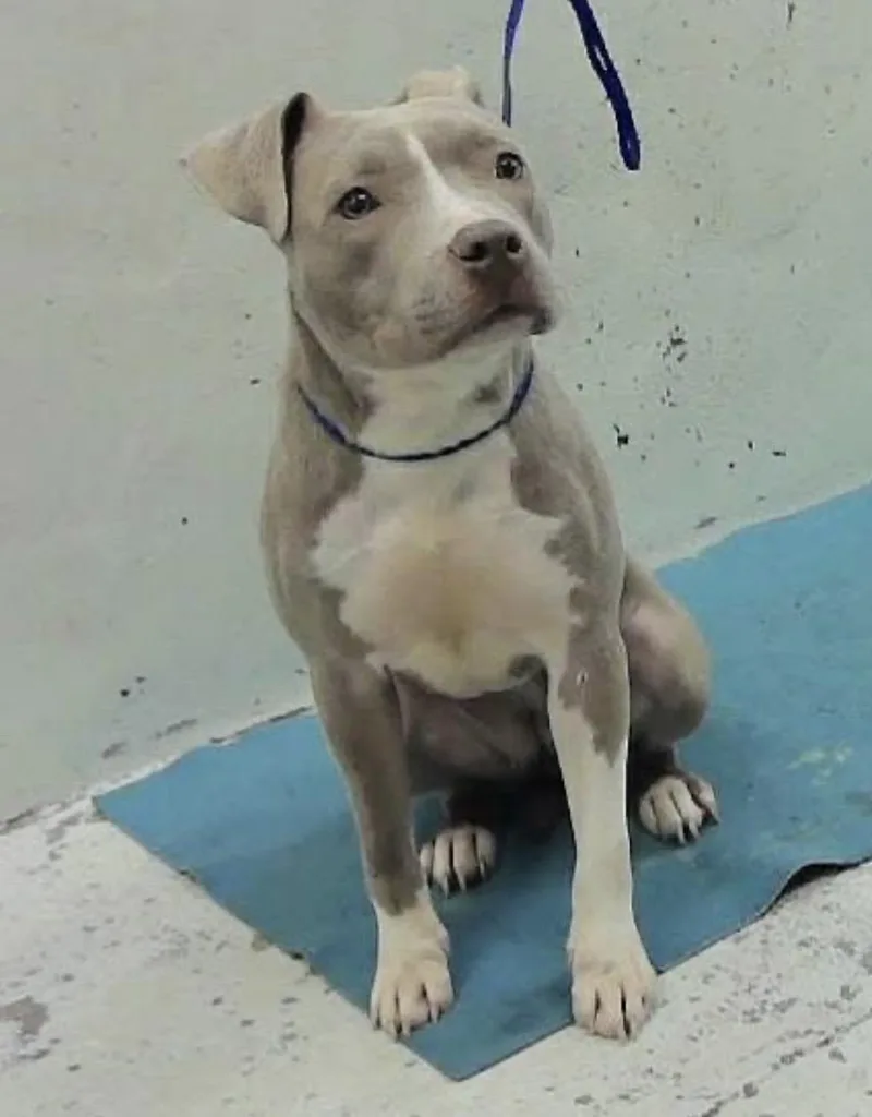 A young medium-sized female American Staffordshire Terrier dog named Mia Quiet  Gentle for adoption in Conway, SC