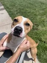 A young medium-sized female White / Cream Pit Bull Terrier dog named Daphne for adoption in Moline, IL
