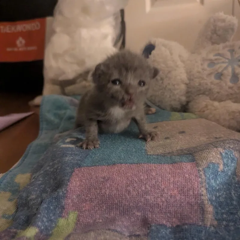 A baby small-sized female Gray / Blue / Silver Domestic Short Hair cat named Roly Poly for adoption in Los Angeles, CA