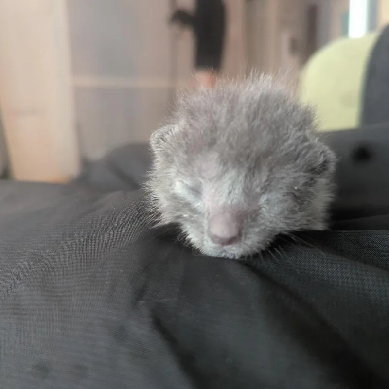 Roly Poly thumbnail 2