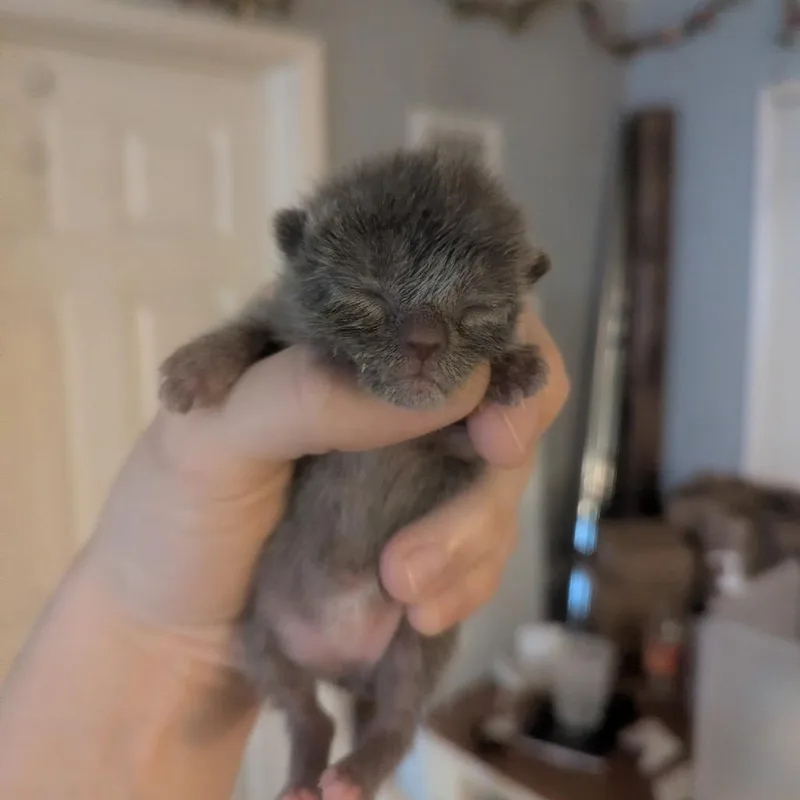 Roly Poly thumbnail 5