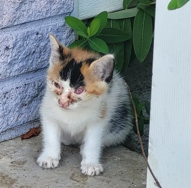 A baby small-sized female Domestic Short Hair cat named Hermione for adoption in San Antonio, TX