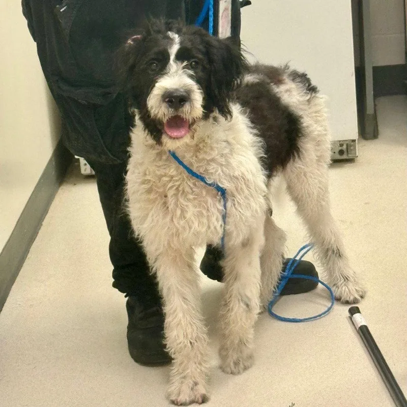 A young medium-sized male Labrador Retriever dog named Oreo for adoption in Bloomfield, CT