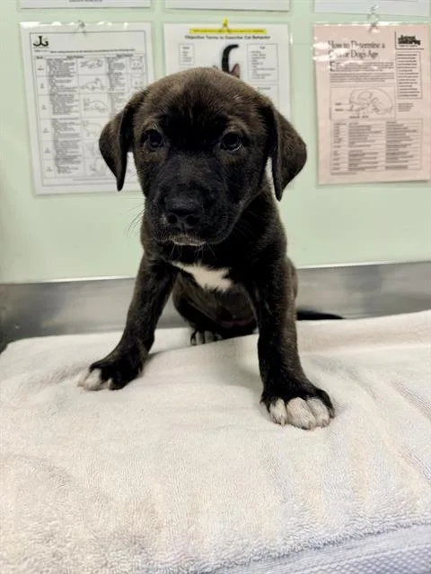 A baby small-sized female Siberian Husky dog named Harbor for adoption in Santa Cruz, CA
