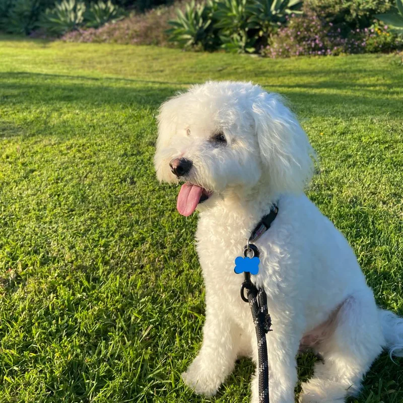 An adult medium-sized male Poodle dog named Charlie for adoption in Santa Barbara, CA