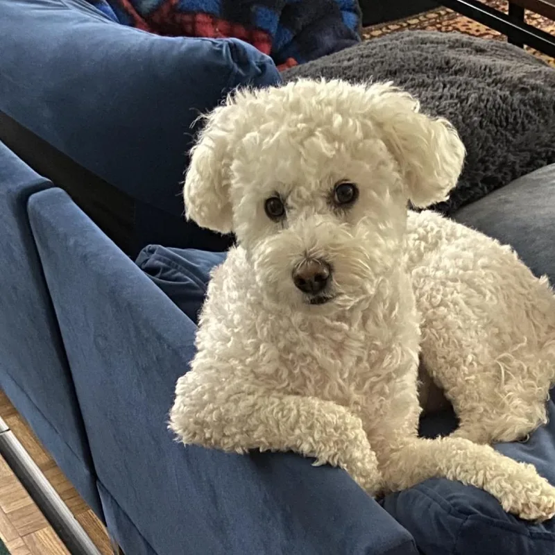 Charlie thumbnail 3