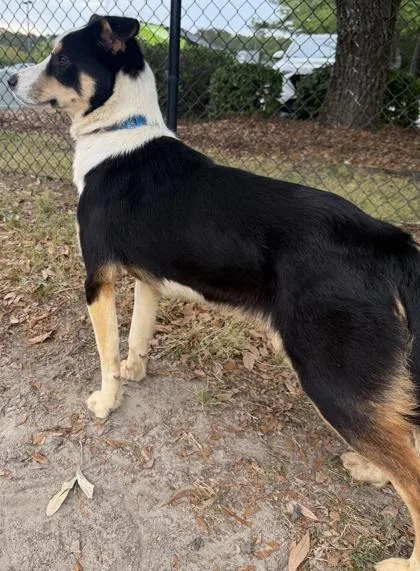 A young medium-sized male Border Collie dog named Marlin for adoption in Conway, SC