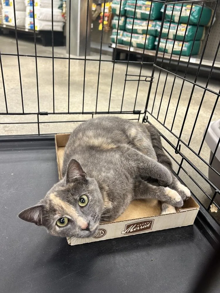 A young medium-sized female Domestic Short Hair cat named Moana for adoption in Kinston, NC