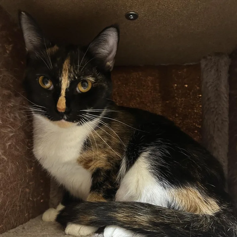 A young medium-sized female Calico Domestic Short Hair cat named Mable for adoption in Boston, MA