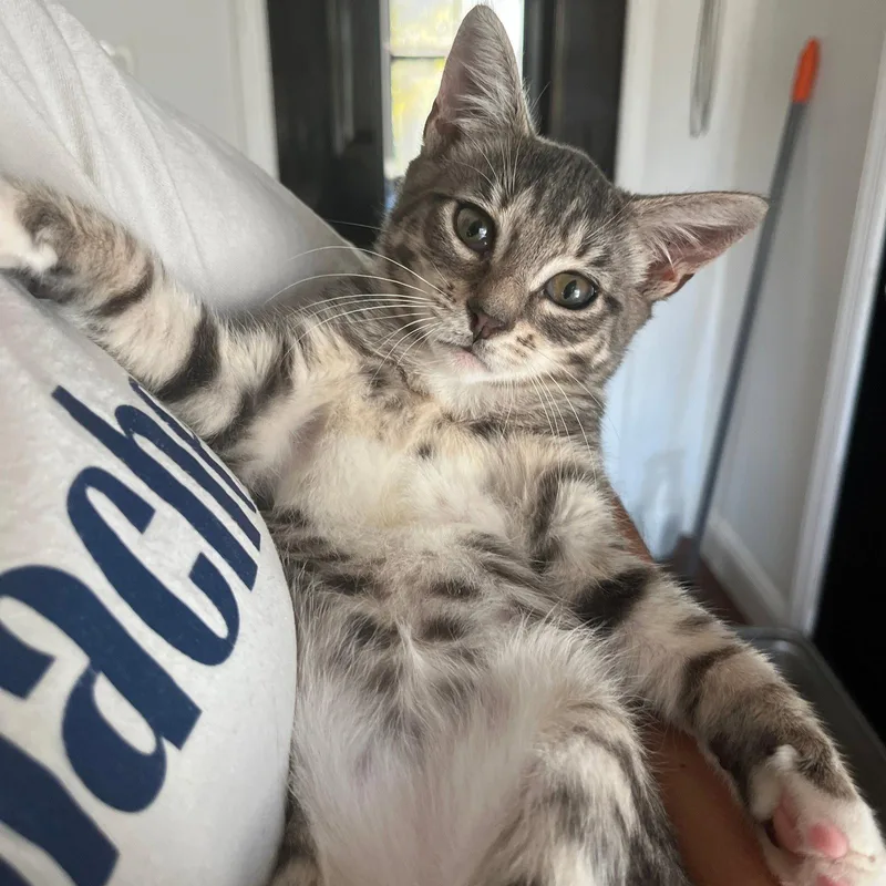 A baby medium-sized female Domestic Short Hair cat named B&B Carousel & Eldorado for adoption in Brooklyn, NY
