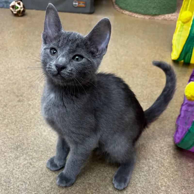 A baby small-sized male Gray / Blue / Silver Domestic Short Hair cat named Naveen for adoption in Corpus Christi, TX