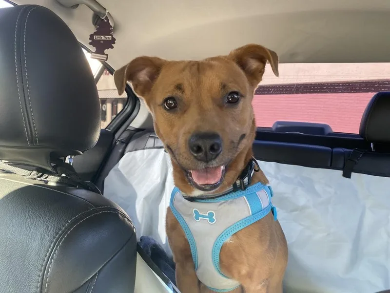 An adult medium-sized female Staffordshire Bull Terrier dog named Izzy for adoption in Salt Lake City, UT