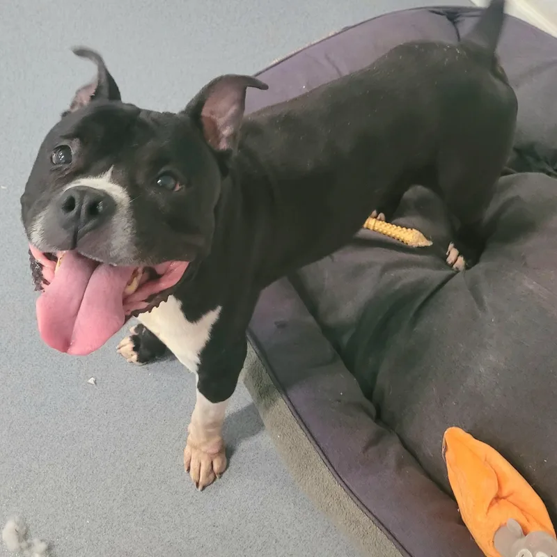 A senior medium-sized male Black American Staffordshire Terrier dog named Watson  Happy Staffy for adoption in Meriden, CT