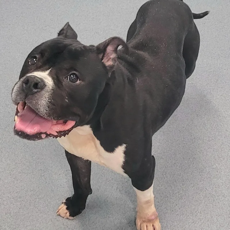 Watson  Happy Staffy thumbnail 2
