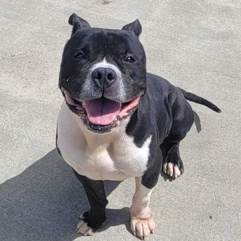 Watson  Happy Staffy thumbnail 3