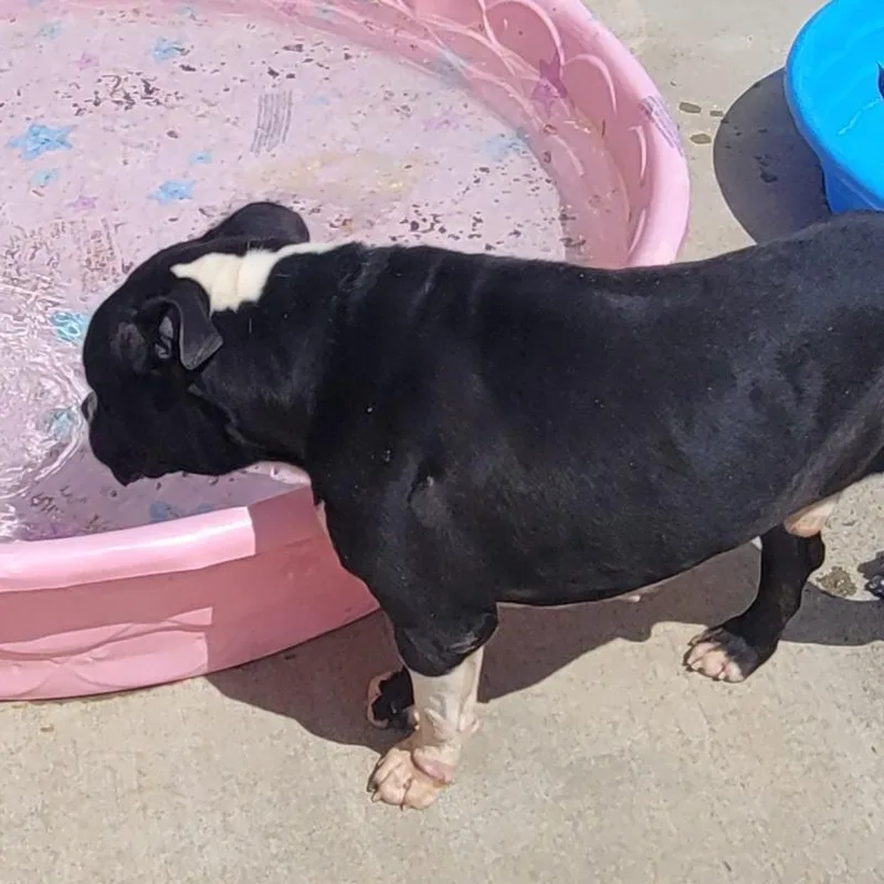Watson  Happy Staffy thumbnail 4