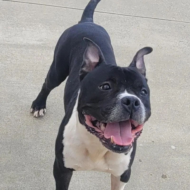 Watson  Happy Staffy thumbnail 5