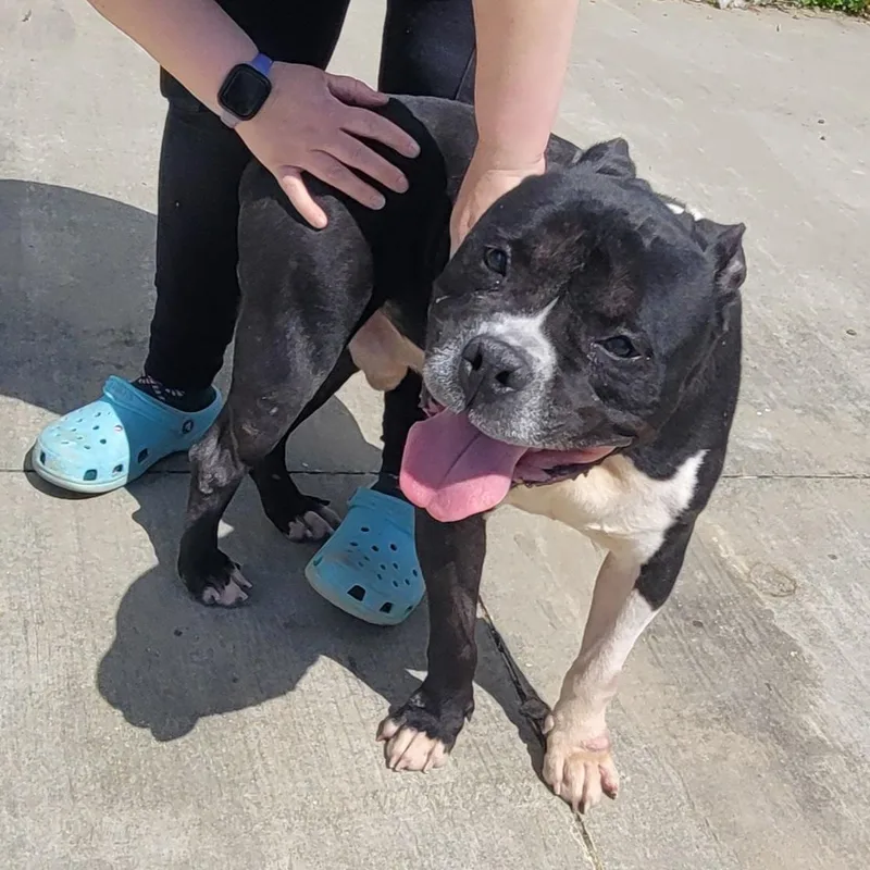 Watson  Happy Staffy thumbnail 6