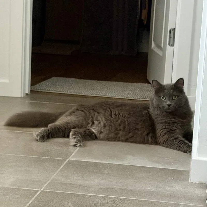 An adult medium-sized female Gray / Blue / Silver Domestic Medium Hair cat named Kuromi for adoption in Tempe, AZ