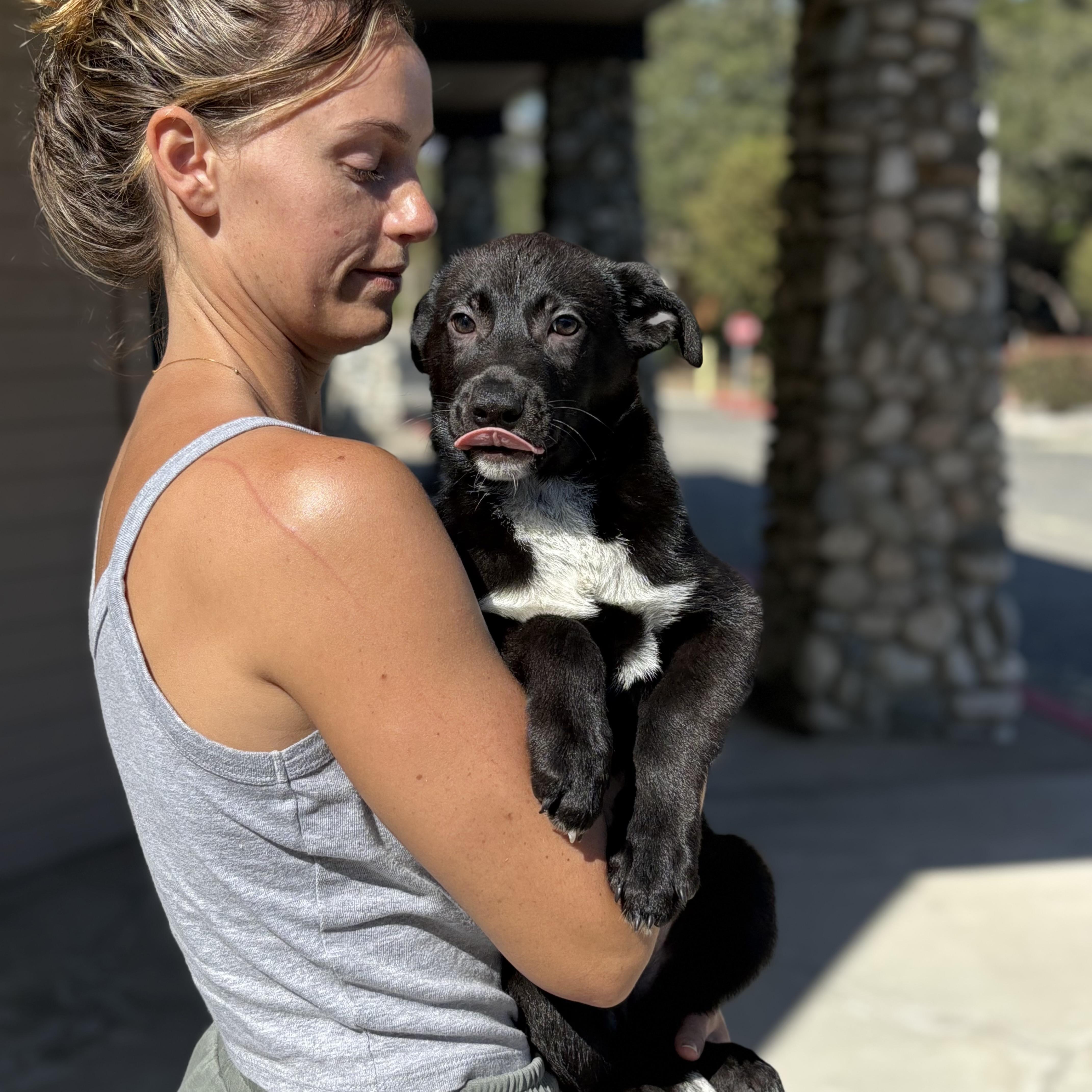 A baby medium-sized male Black Labrador Retriever dog named Artie for adoption in Encino, CA