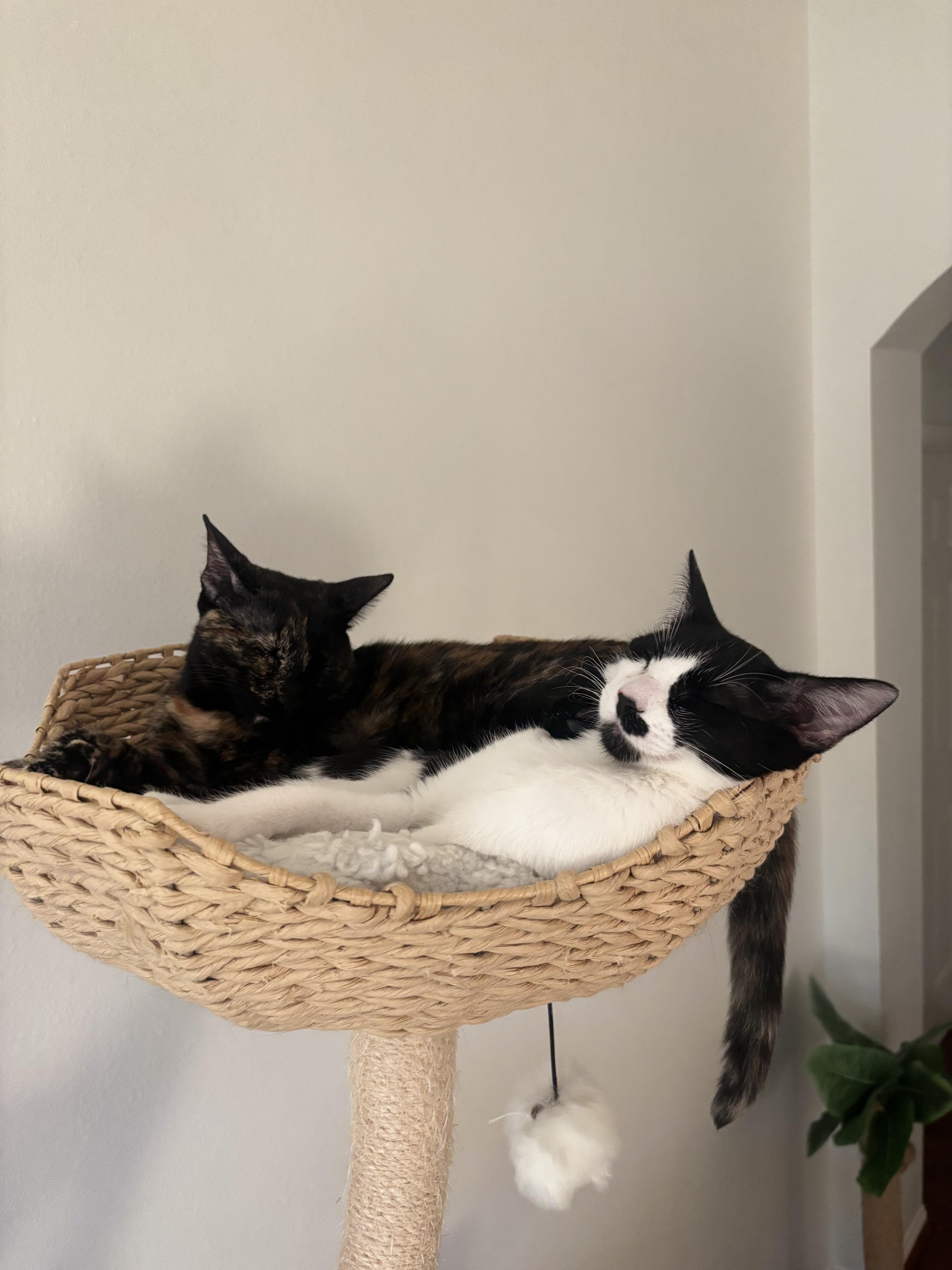 A baby medium-sized female Black & White / Tuxedo Domestic Short Hair cat named Chiquita Bonita for adoption in Houston, TX