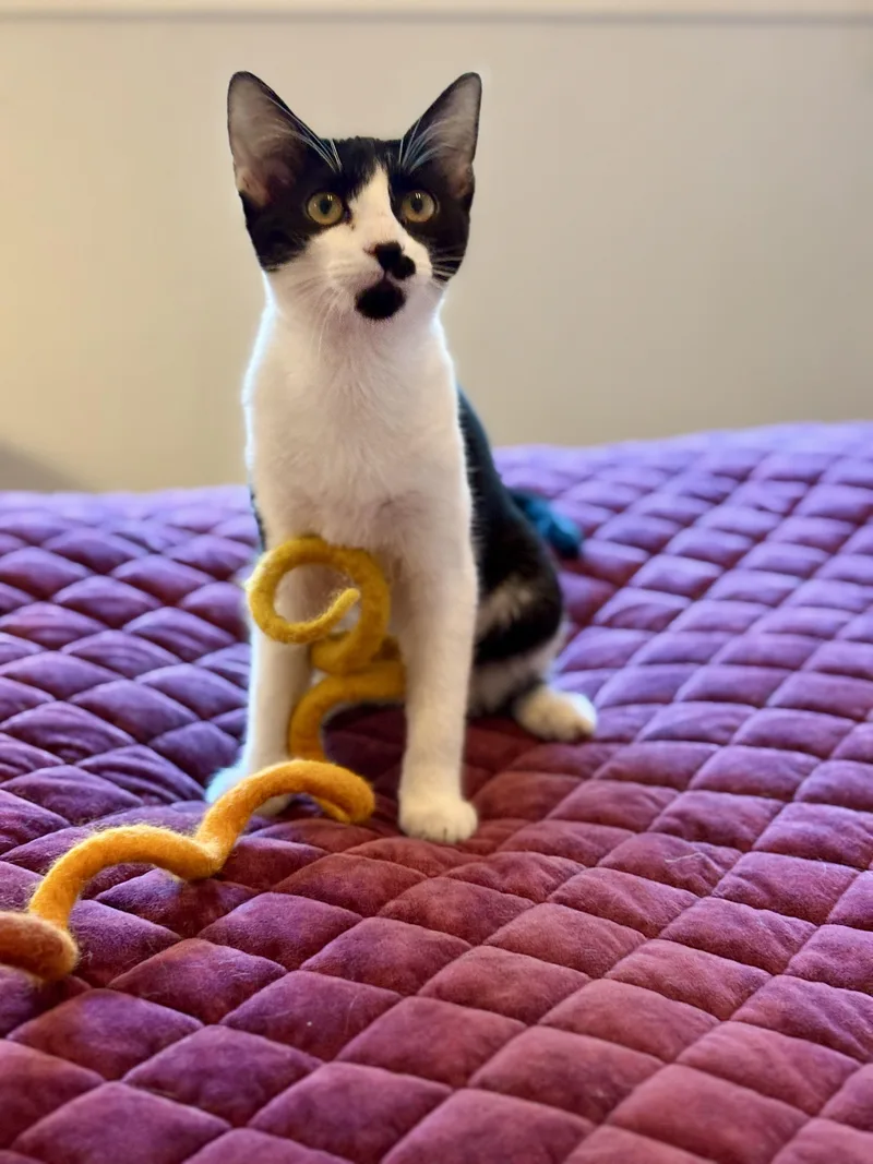 Chiquita Bonita thumbnail 3