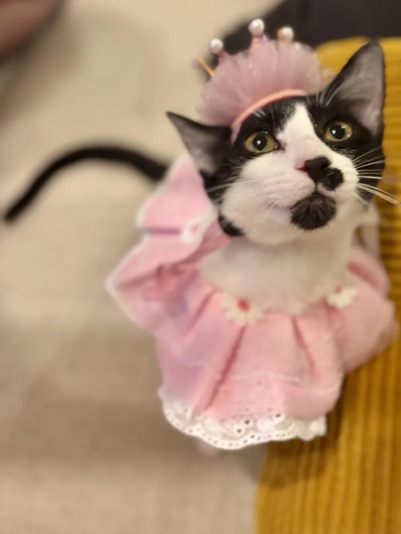 Chiquita Bonita thumbnail 4