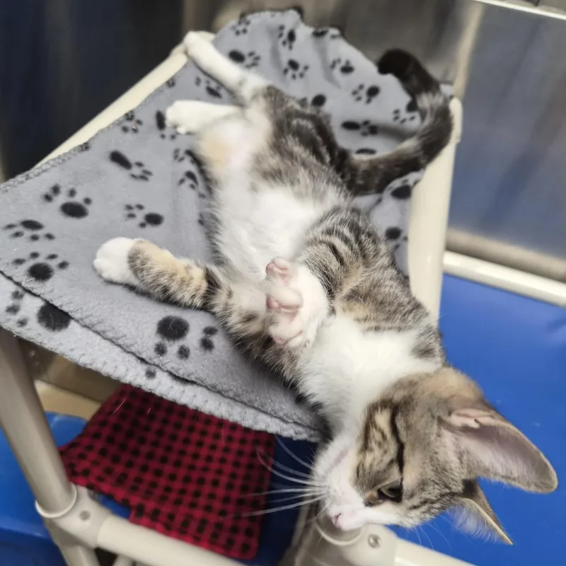 A baby medium-sized male Domestic Short Hair cat named Mike for adoption in Riverside, CA