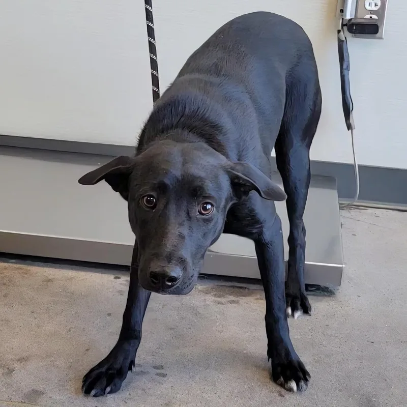An adult medium-sized male Black Mixed Breed dog named 109381 for adoption in Las Cruces, NM