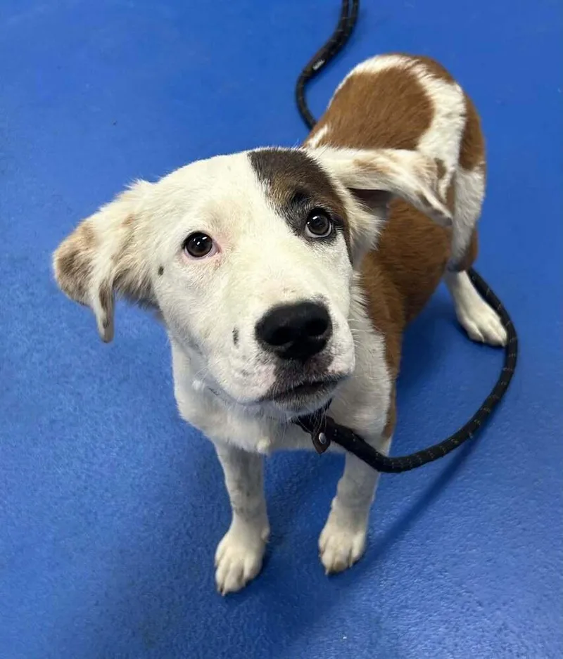 A baby medium-sized female Spaniel dog named Silky for adoption in Pottstown, PA