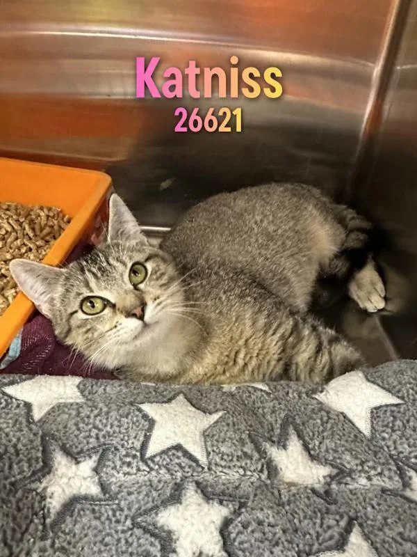 Katniss thumbnail 2