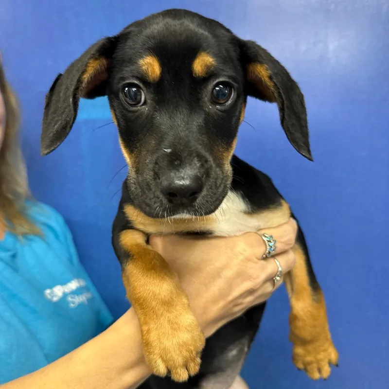 A baby medium-sized female Black Hound dog named CT Yumi for adoption in Eastford, CT