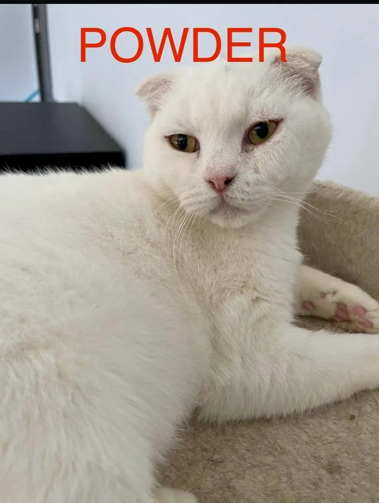 A young large-sized male Scottish Fold cat named Powder for adoption in San Jacinto, CA