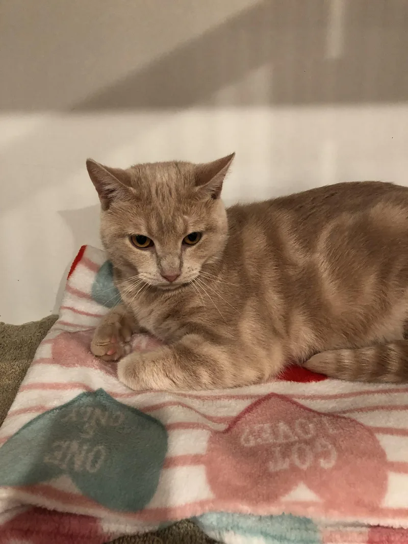 A young medium-sized female Domestic Short Hair cat named Sunshine for adoption in Seven Valleys, PA