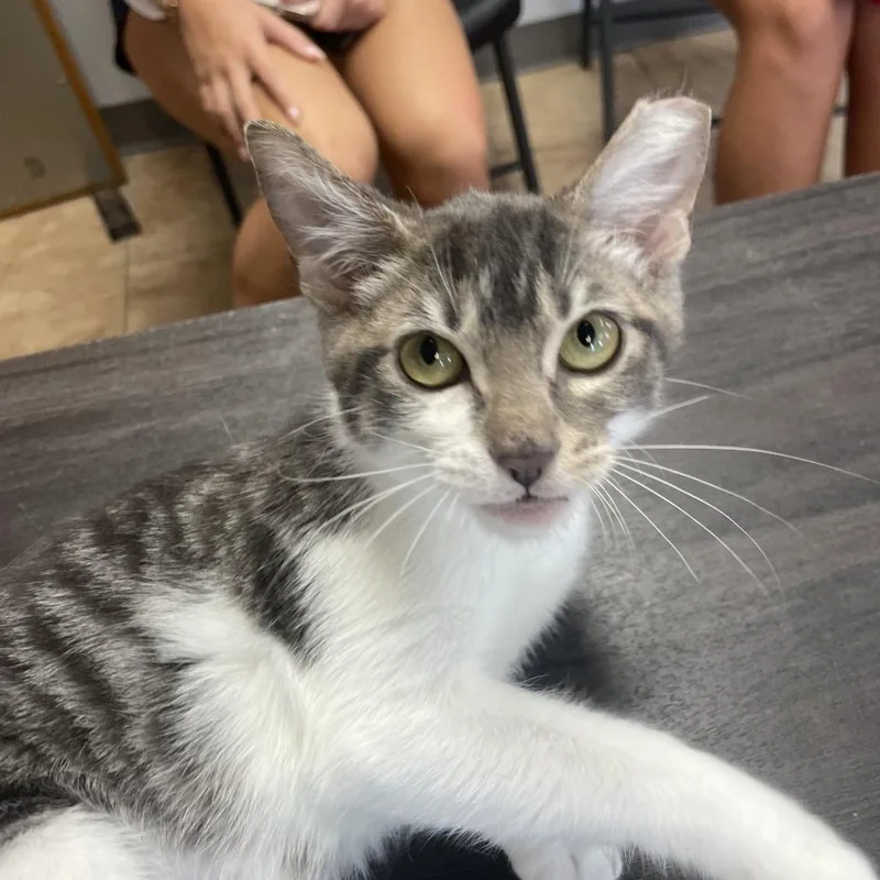 A young small-sized female Gray / Blue / Silver Domestic Short Hair cat named Judy for adoption in Tuscaloosa, AL