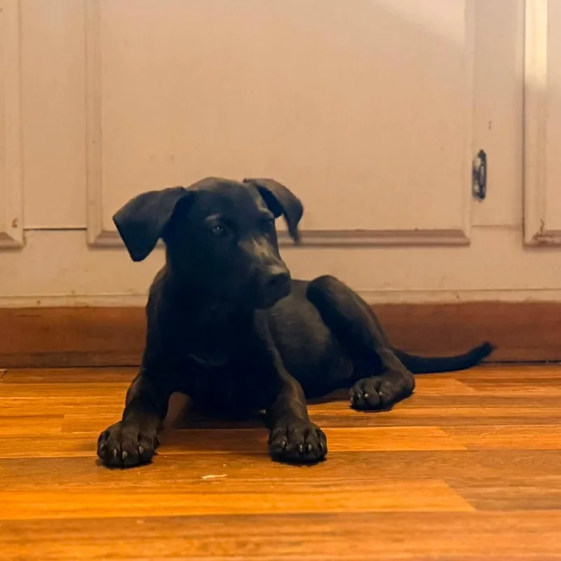 A baby medium-sized female Black Mixed Breed dog named Lily for adoption in Paramus, NJ