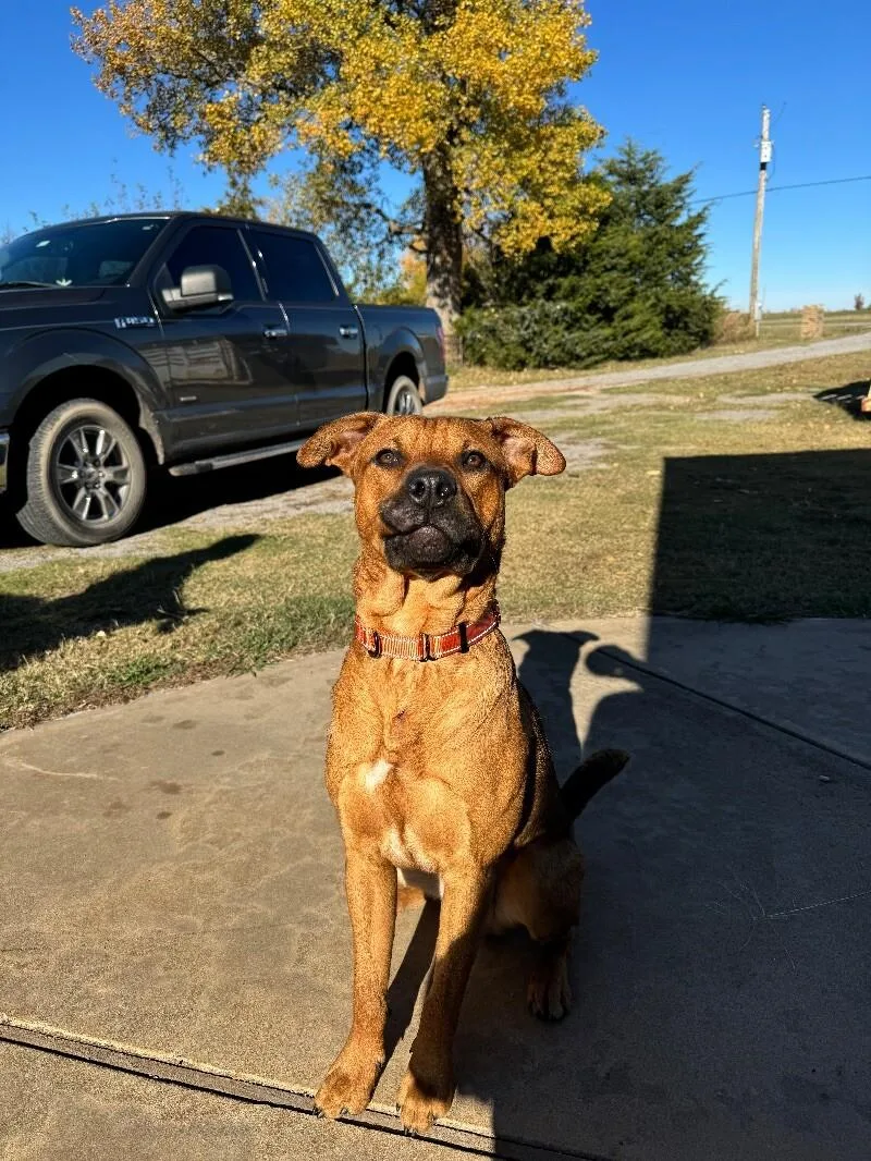 Teddy Twilight thumbnail 2