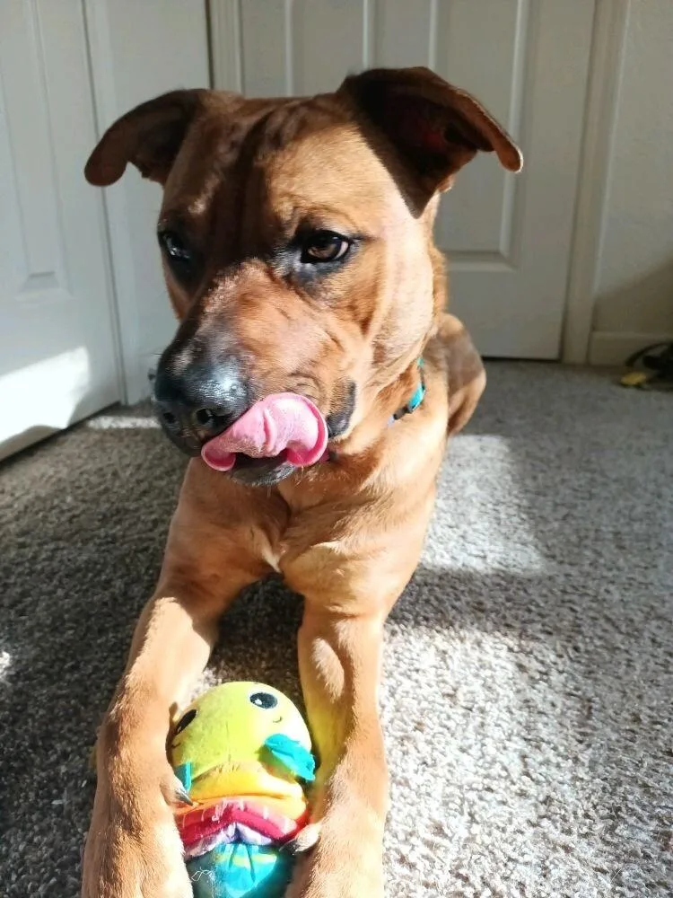 Teddy Twilight thumbnail 3