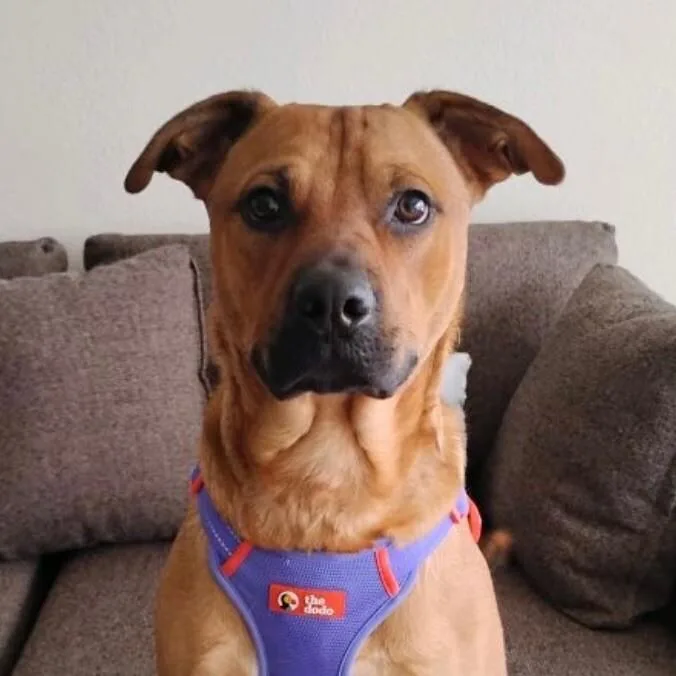 Teddy Twilight thumbnail 4