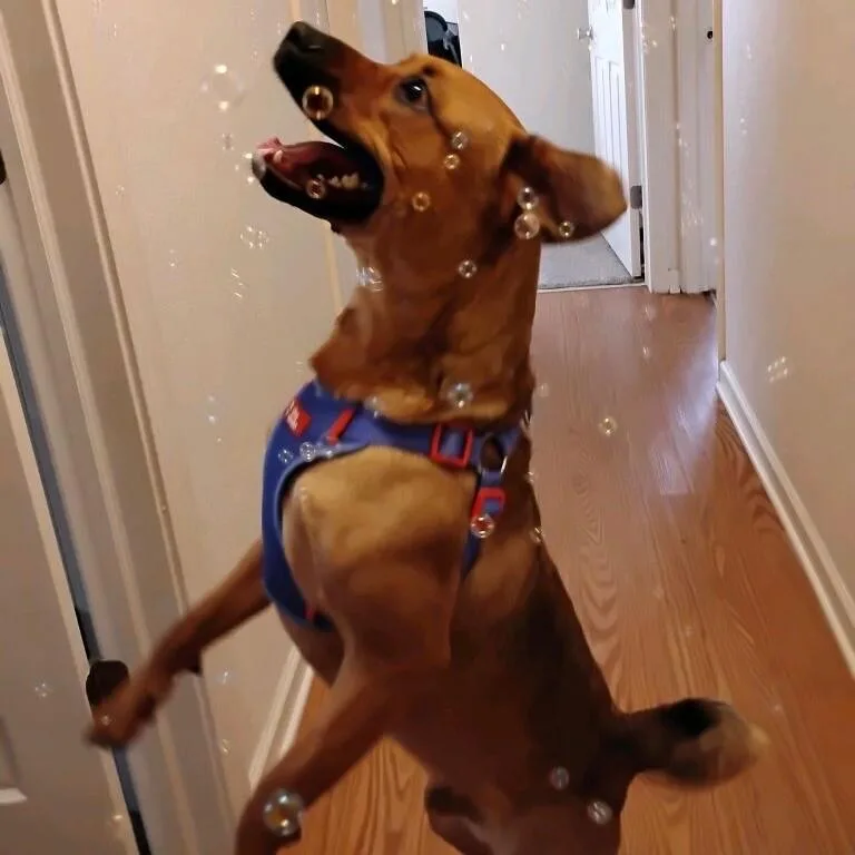 Teddy Twilight thumbnail 5