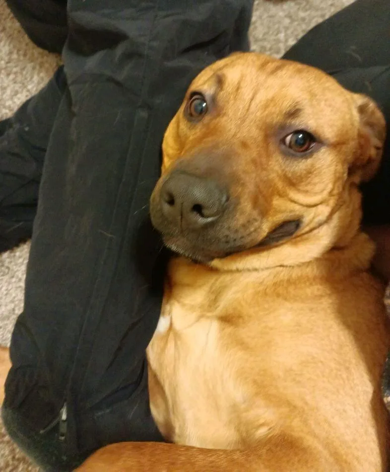 Teddy Twilight thumbnail 6