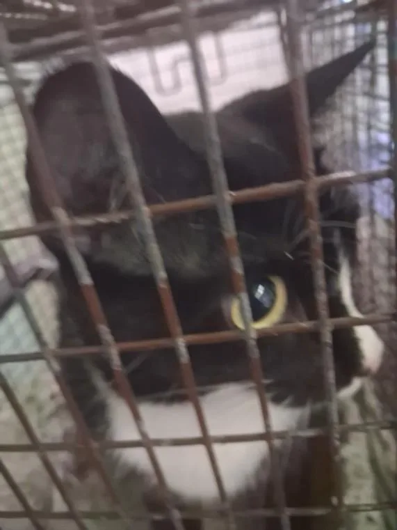 An adult large-sized female Domestic Short Hair cat named Blues for adoption in Los Angeles, CA