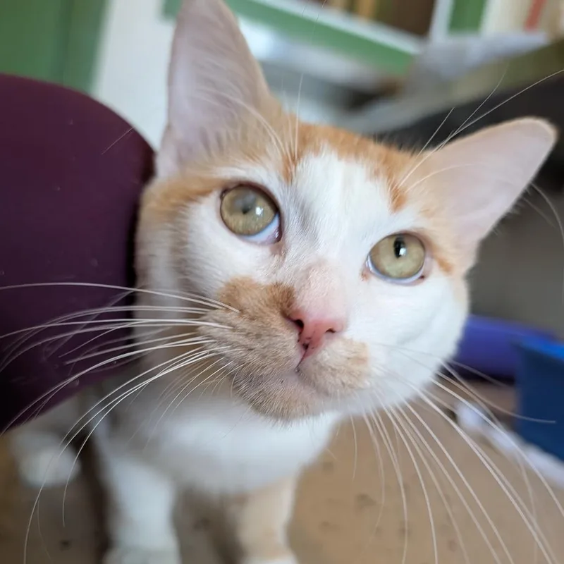 An adult medium-sized male Orange / Red Domestic Medium Hair cat named Theodore for adoption in Kailua Kona, HI