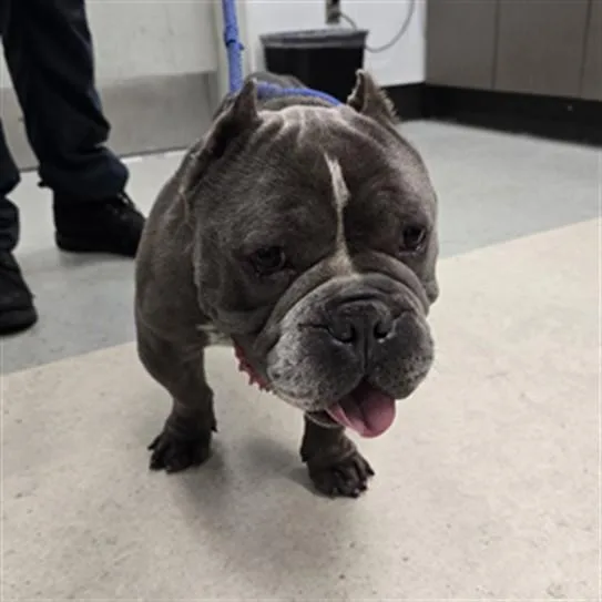 An adult small-sized male Pit Bull Terrier dog named Blicky for adoption in Los Angeles, CA